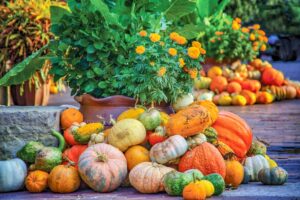 Autumn at the Arboretum - Pumpkins