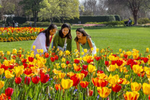 young womenin a fireld of tulips at the Dallas Arboretum