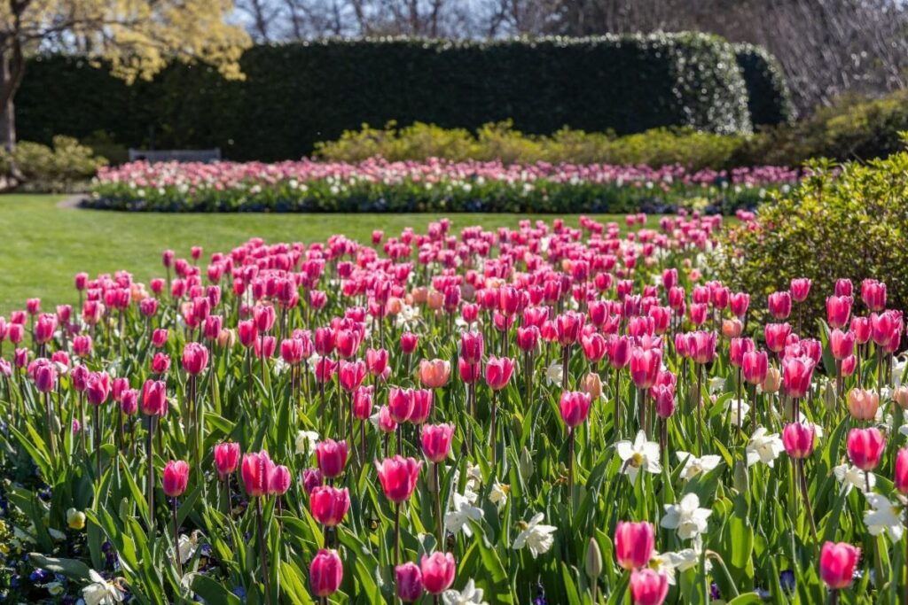 Field of colorful tulips at Dallas Blooms 2026