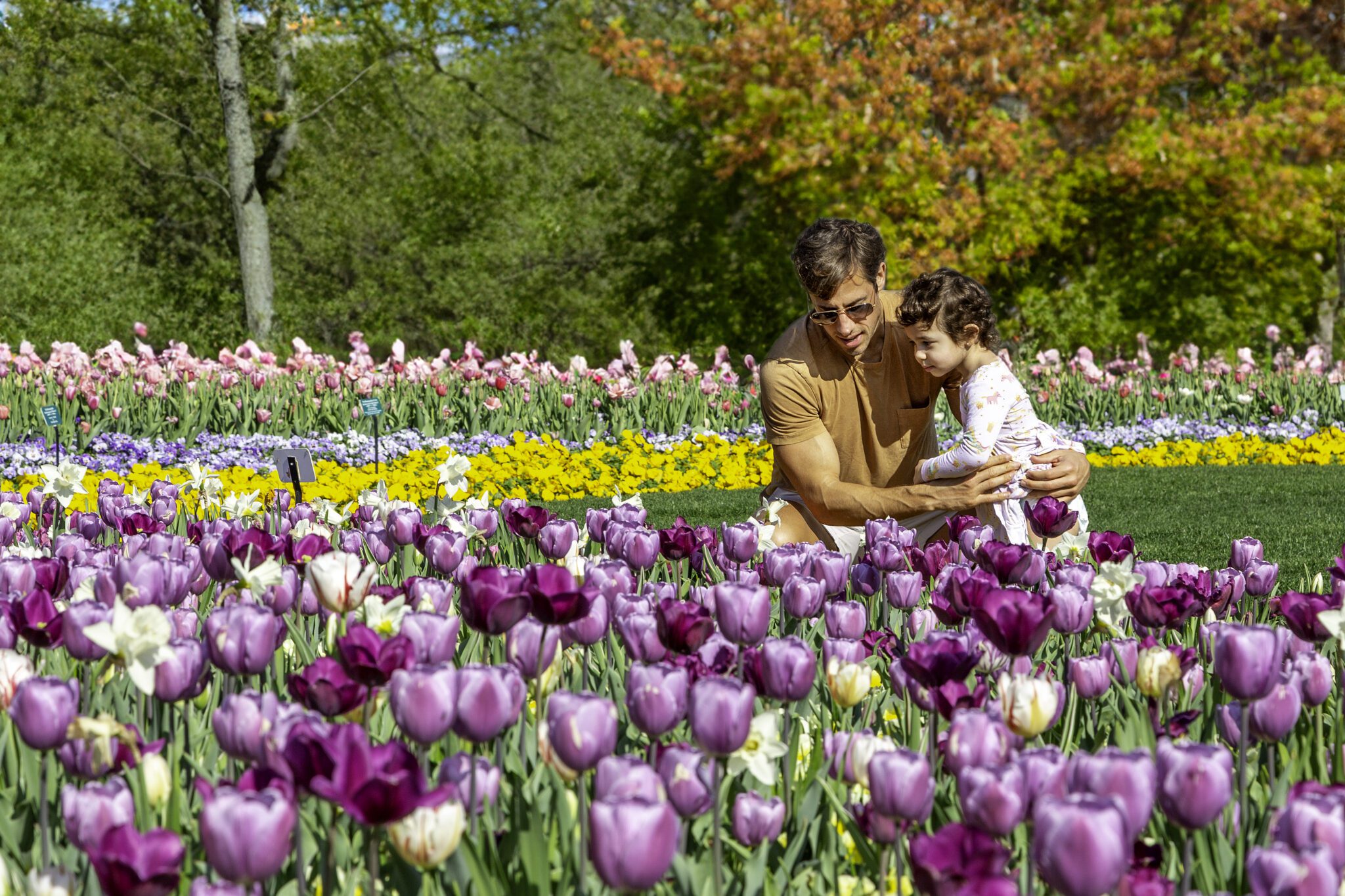 Father and child in colorful tulip field.